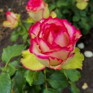 Роза чайно-гибридная д Вальс де Меян (Valse de Meilland)